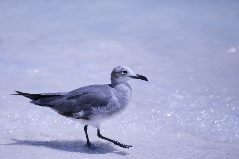 Cant post without a seagull shot