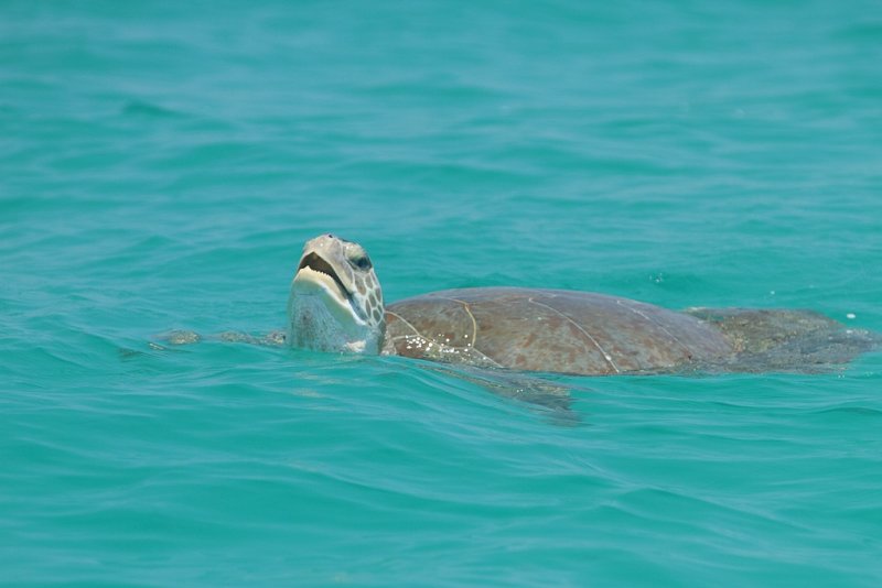 One tired turtle