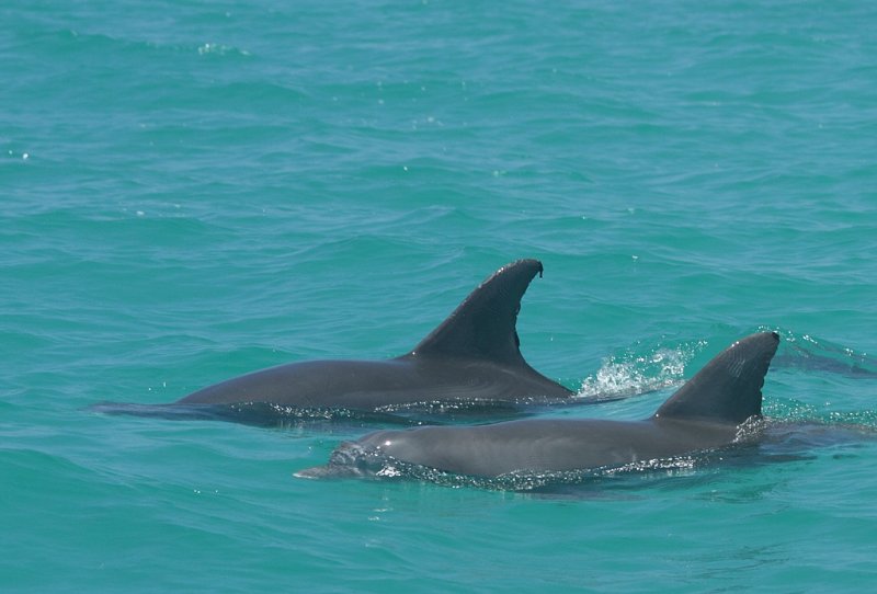 We saw 3 dolphins while fishing with Juan .. more pics of Juan later