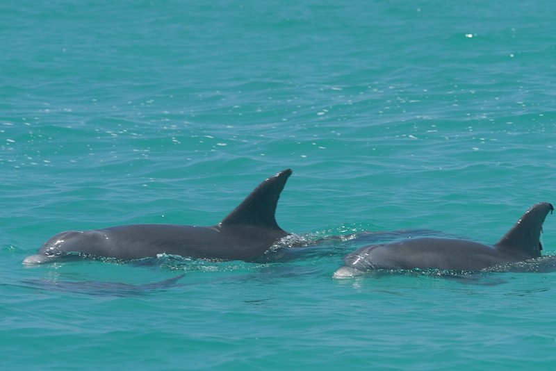 dolphins again