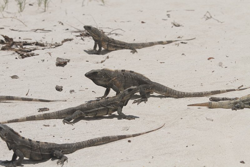 on passion island .. a pack of iguanas started chasing Brant and Justin