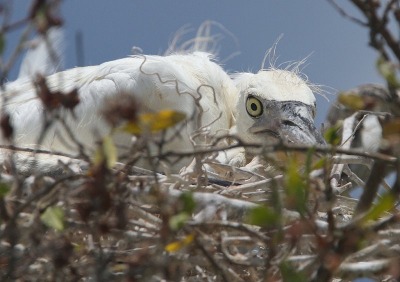 A baby egret that thinks it is hidden from us