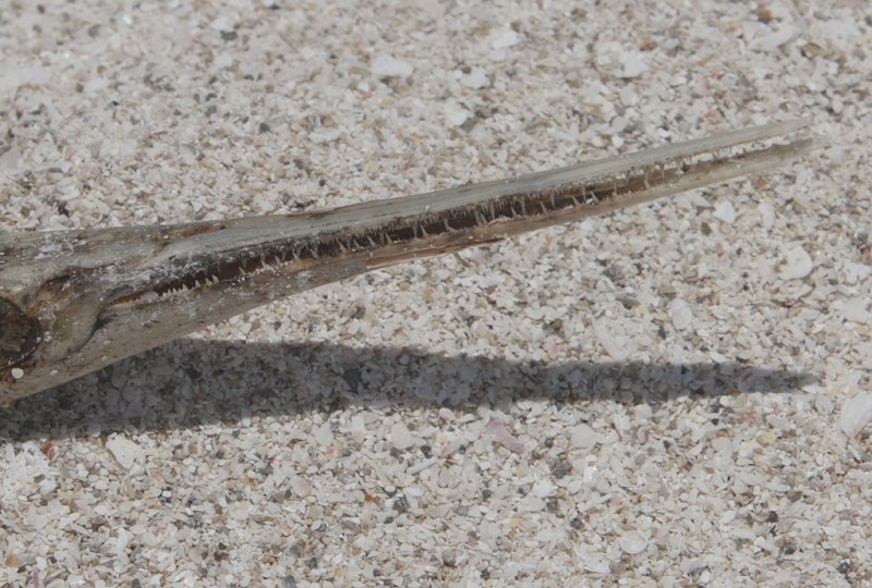 One of the local fish I found dried up on the beach