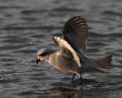 Fork-tailed storm petrel (?) about to dive