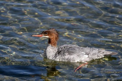 common merganser female