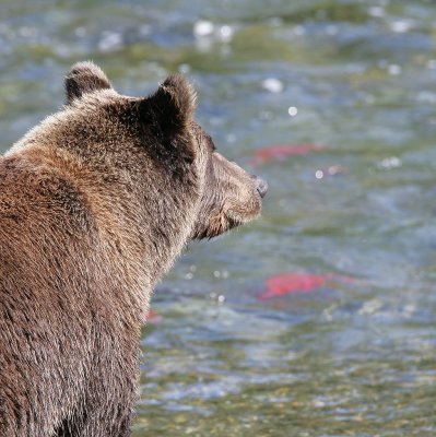 so many salmon .. so little time