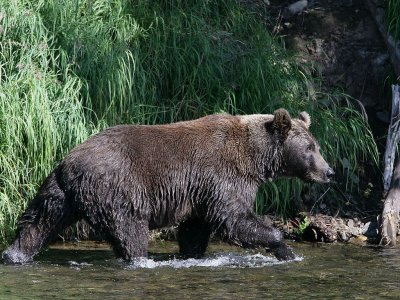 bear against river bank