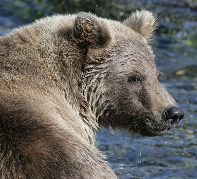 bear looking for salmon