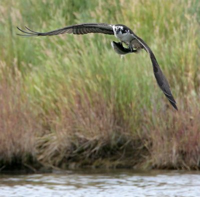 osprey with trout