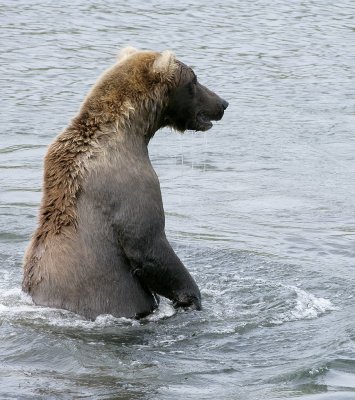 bear getting a better vantage point