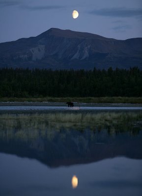 bear in the moonlight