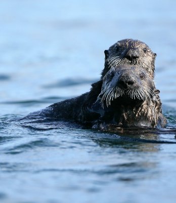 two sea otters