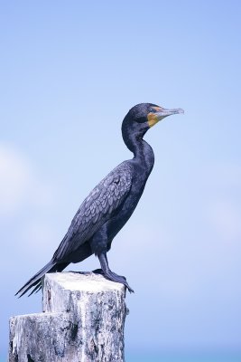 A cormorant ..
