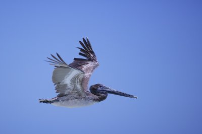 Lots of pelicans to photograph