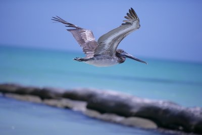You may get tired of pelican pictures