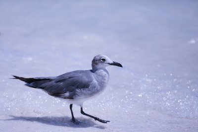 Cant post without a seagull shot