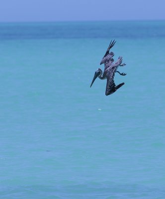 Diving for dinner
