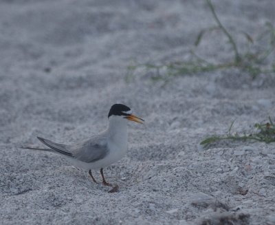 Feisty little bird that lays its egss on the cart path