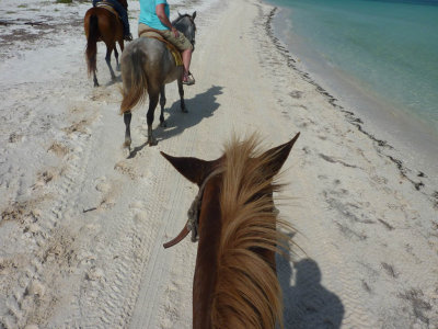 The view from atop my strusty steed