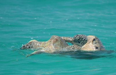 Two happy turtles ..