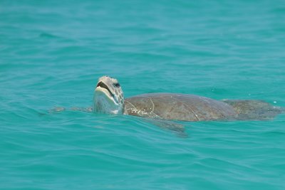 One tired turtle
