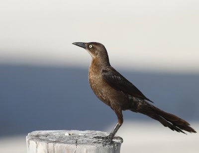 local bird