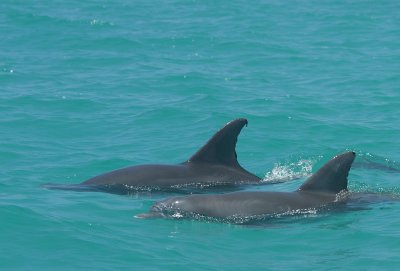 We saw 3 dolphins while fishing with Juan .. more pics of Juan later
