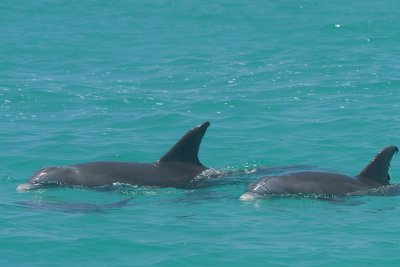 dolphins again