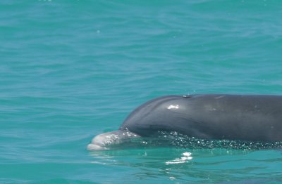 dolphin