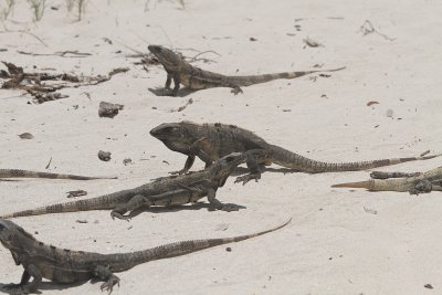 on passion island .. a pack of iguanas started chasing Brant and Justin