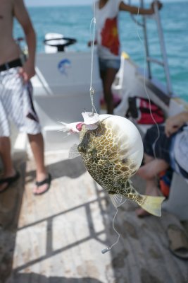 Justin caught a puffer