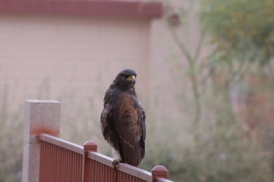 DSC_3196.jpg