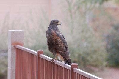 DSC_3202.jpg