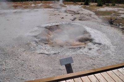Shell Spring