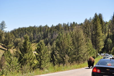 Ok, what the heck is this walking up the road?