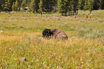 Pin the tail on the Bison?  See YouTube video - http://www.youtube.com/watch?v=6HQN8HuDqgA 