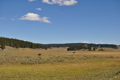 Bison heading for the river