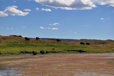 Bison were everywhere!
