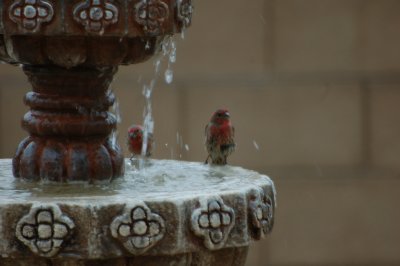 Cardinals in Fountain