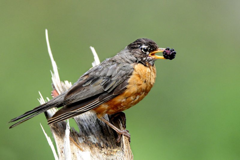 Robin with berry