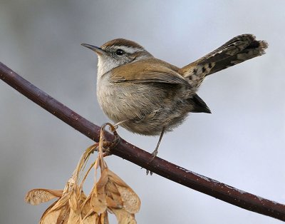 Bewicks Wren