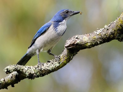 Western Scrub Jay with yellow jacket
