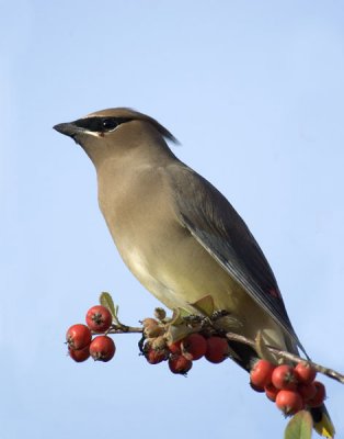Cedar Waxing Card
