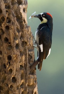 Female Acorn Woodpecker with insect