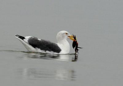 Western Gull with crab