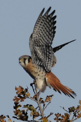 Male American Kestrel