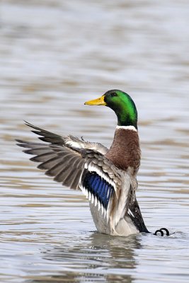 Male Mallard