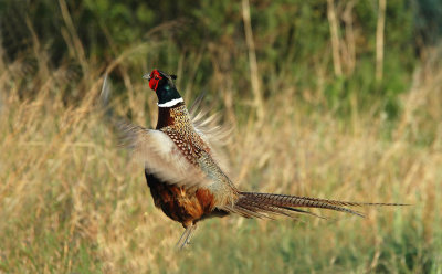 Male Ring - necked Pheasant