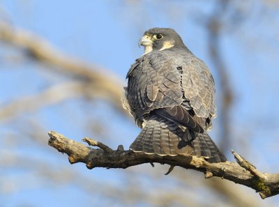 Parigrine Falcon