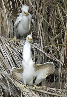 Snowy Egret Chicks peeper and flasher